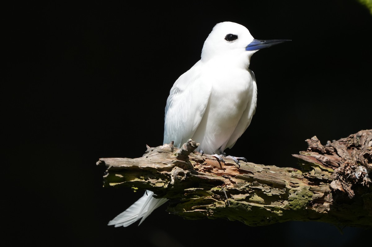 Blue-billed White-Tern - ML646946477