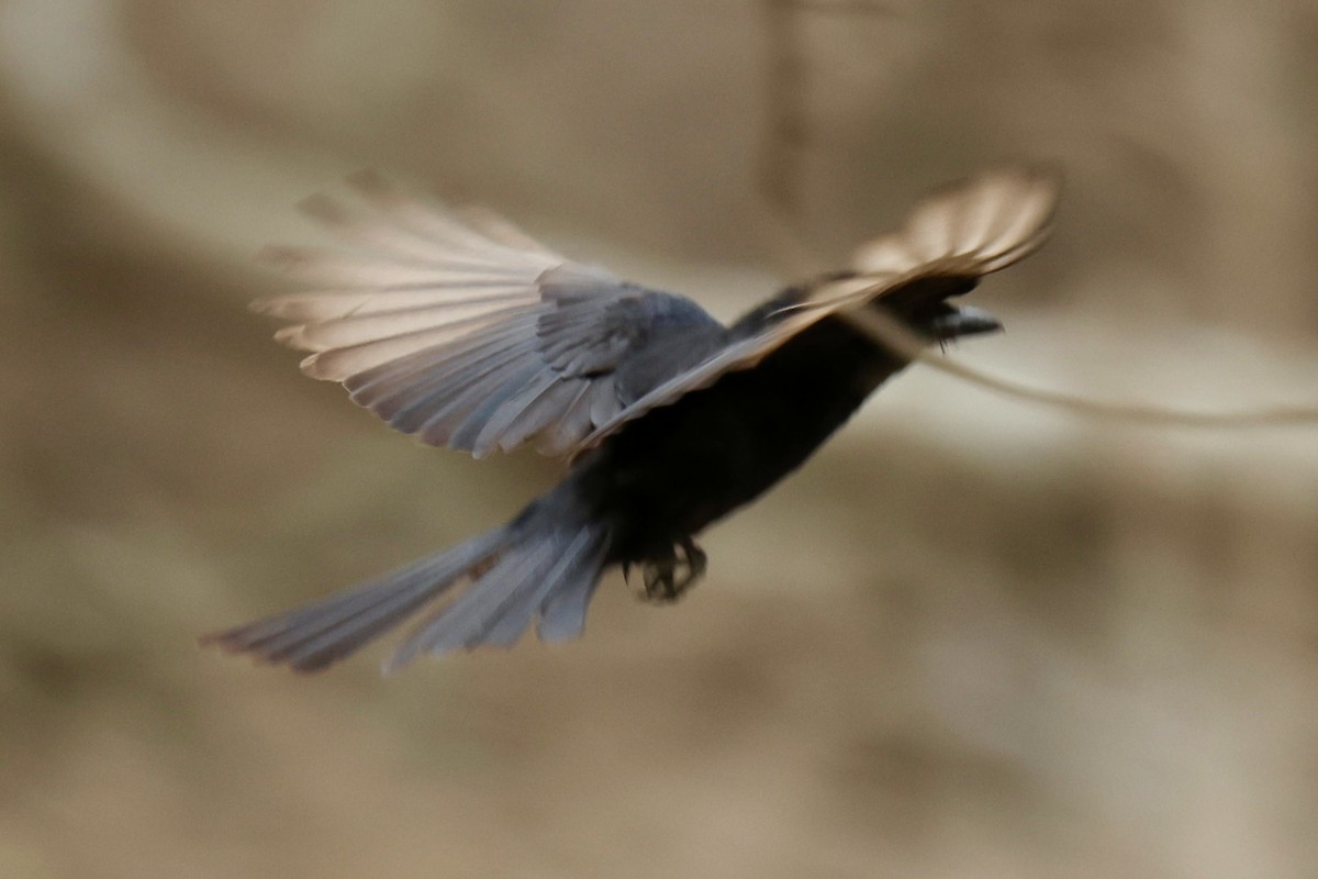 Fork-tailed Drongo - ML646946479