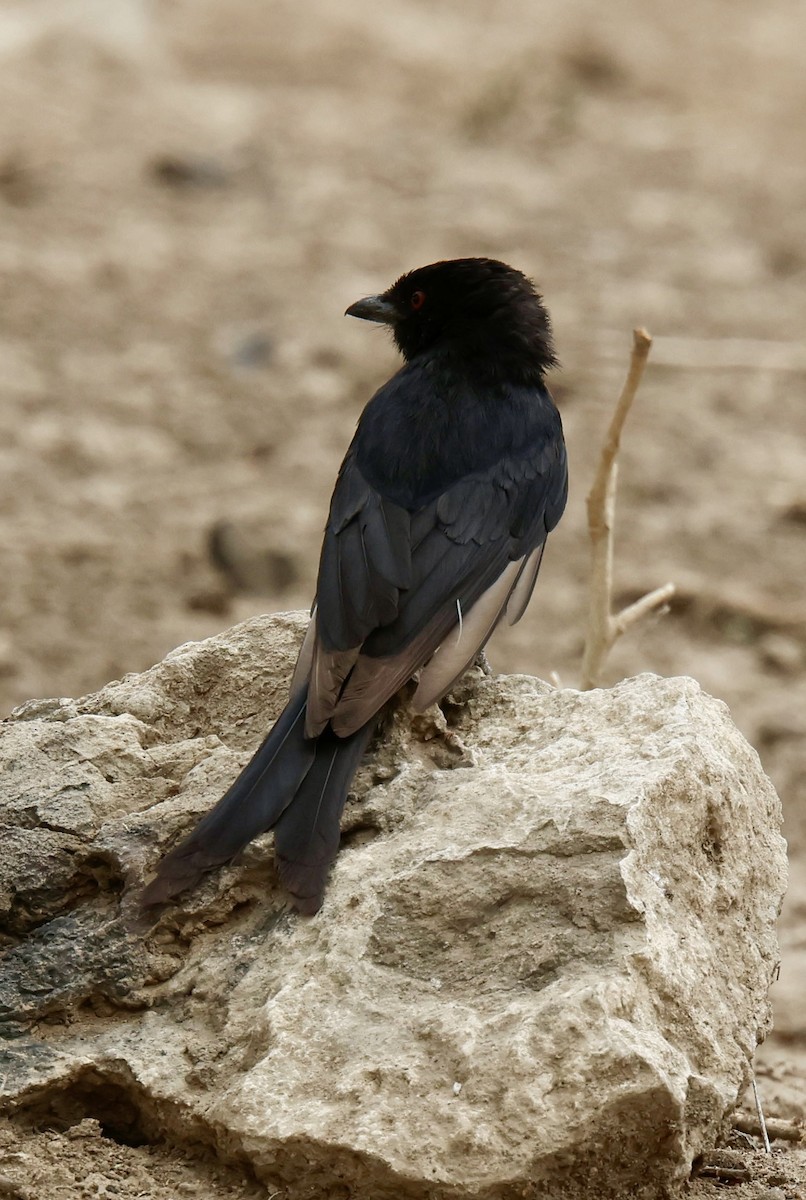 Fork-tailed Drongo - ML646946480