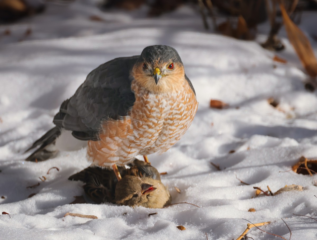 Sharp-shinned Hawk - ML646946484