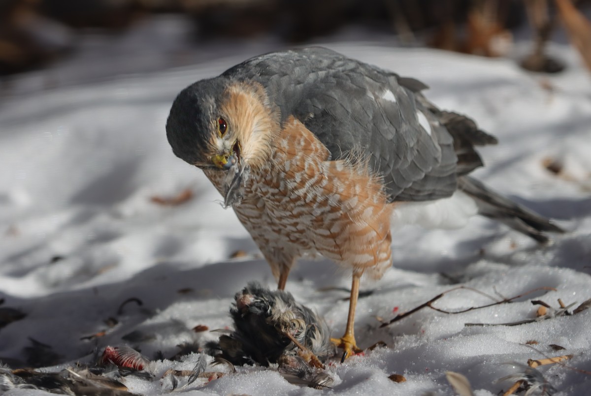 Sharp-shinned Hawk - ML646946485