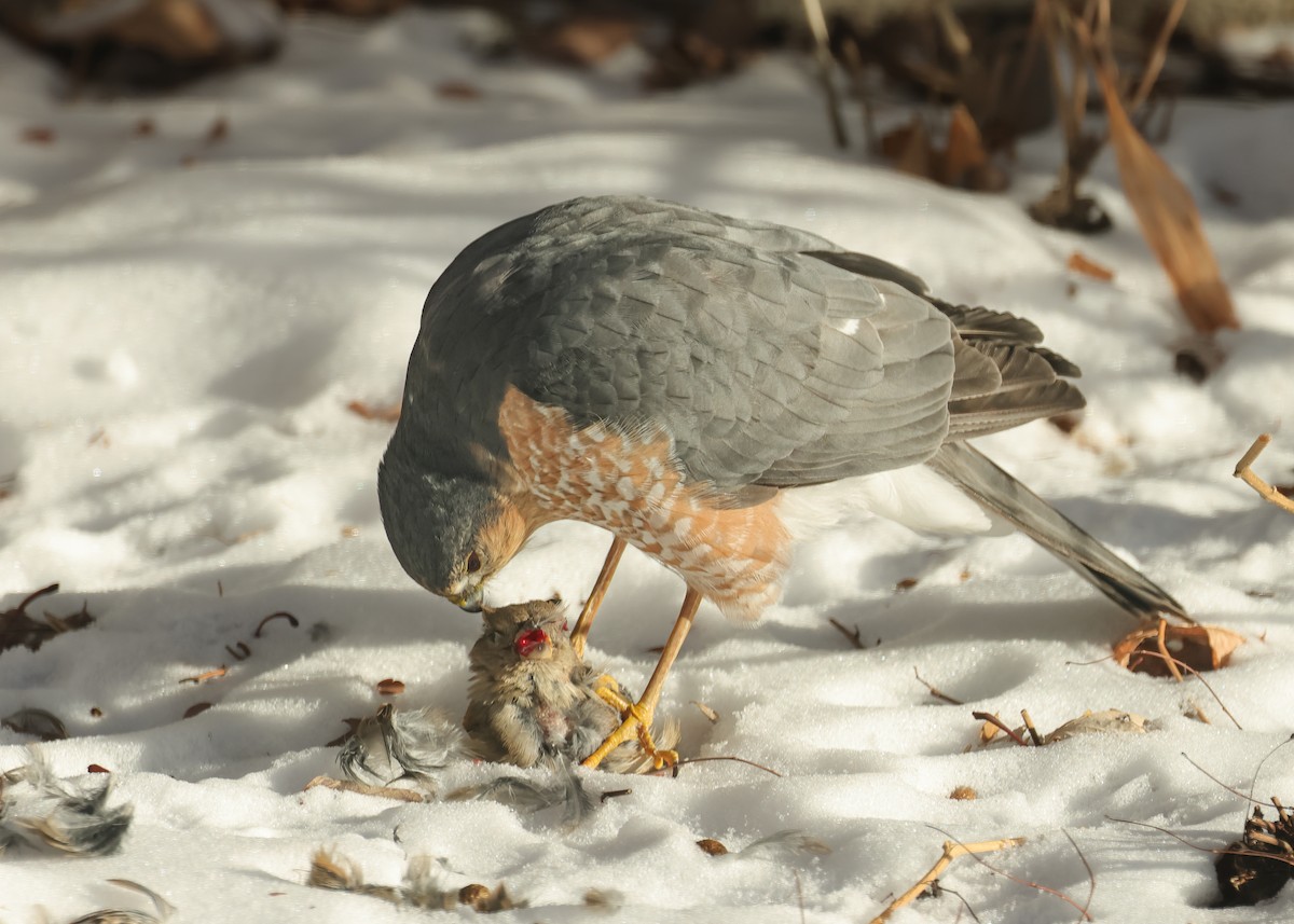 Sharp-shinned Hawk - ML646946486