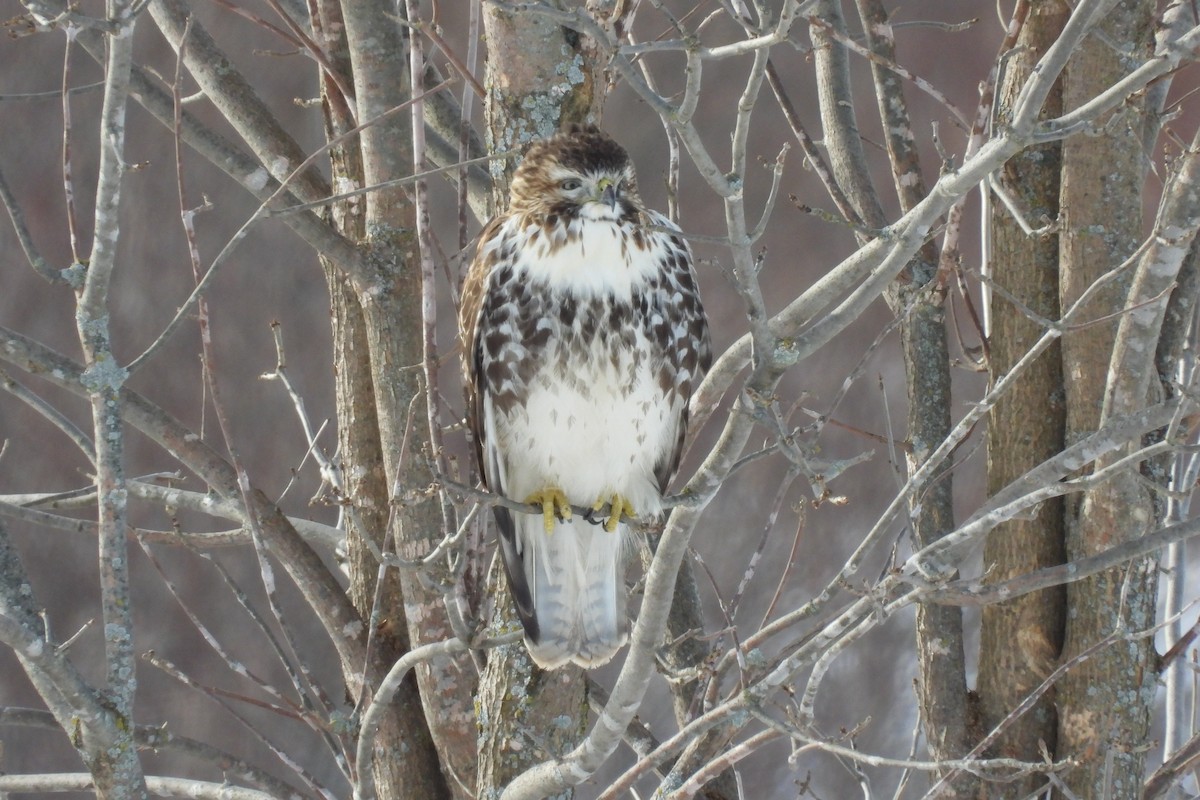 Red-tailed Hawk - ML646946488