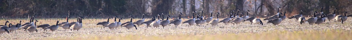 Canada Goose - ML646946495