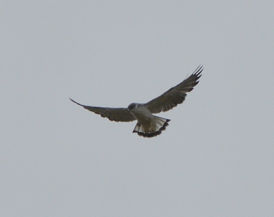 Variable Hawk - ML646946496