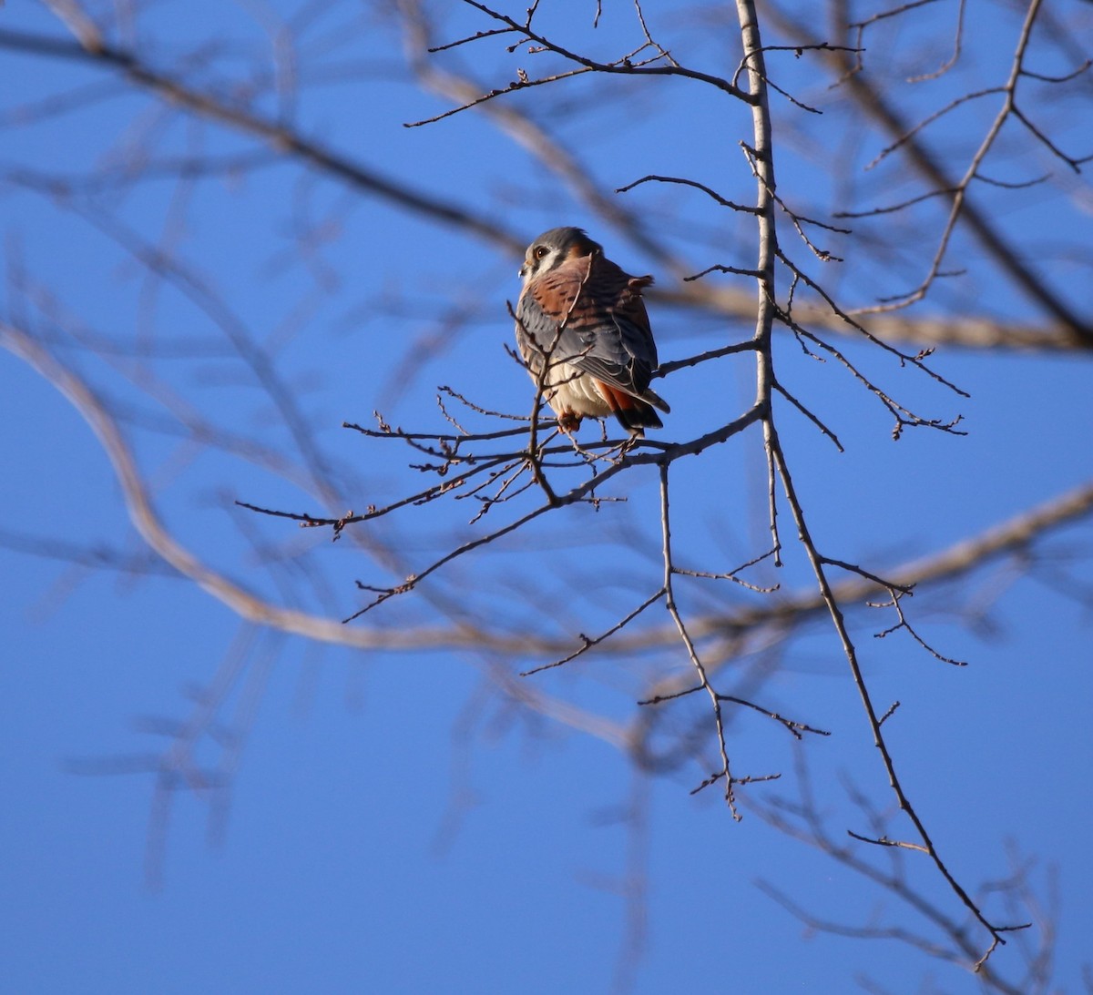 American Kestrel - ML646946498
