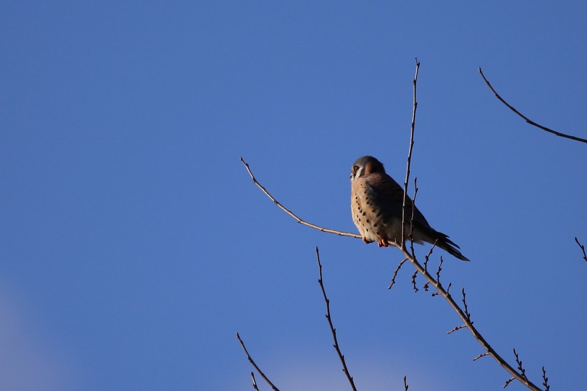 American Kestrel - ML646946499