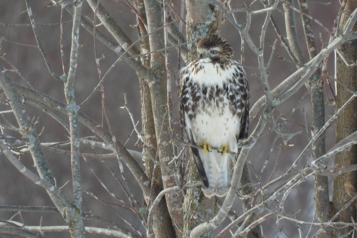 Red-tailed Hawk - ML646946500