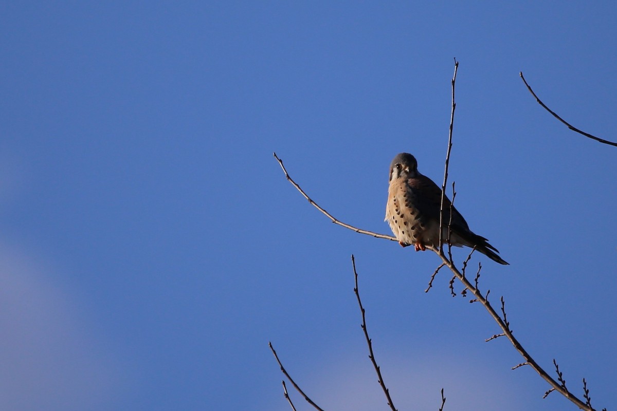 American Kestrel - ML646946502