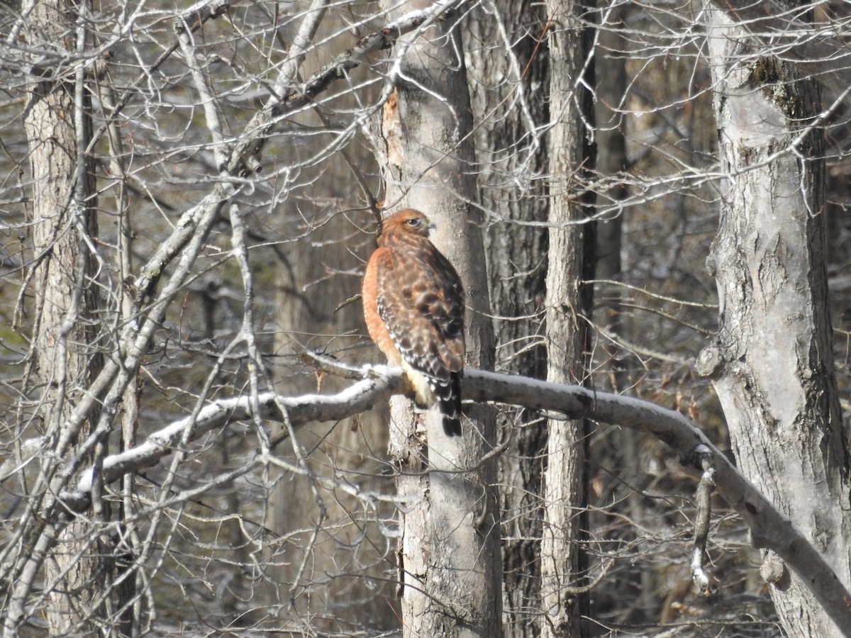 Red-shouldered Hawk - ML646946503