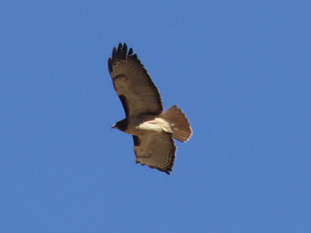 Red-tailed Hawk - ML646946505