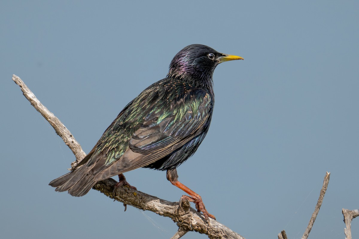 European Starling - ML646946507
