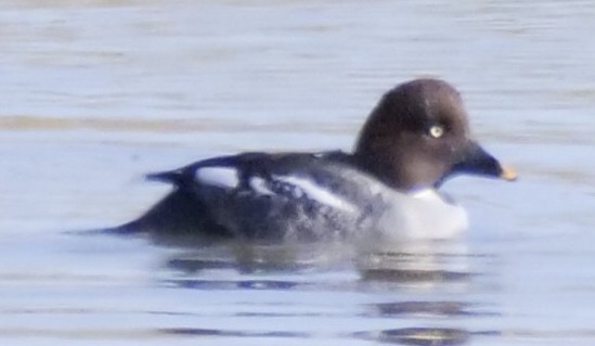 Common Goldeneye - ML646946509