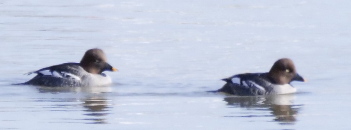 Common Goldeneye - ML646946510