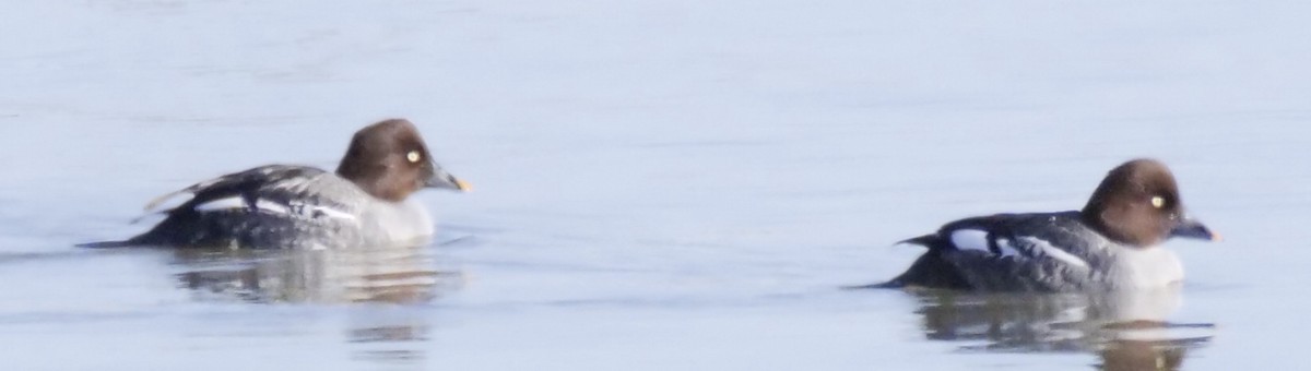 Common Goldeneye - ML646946511