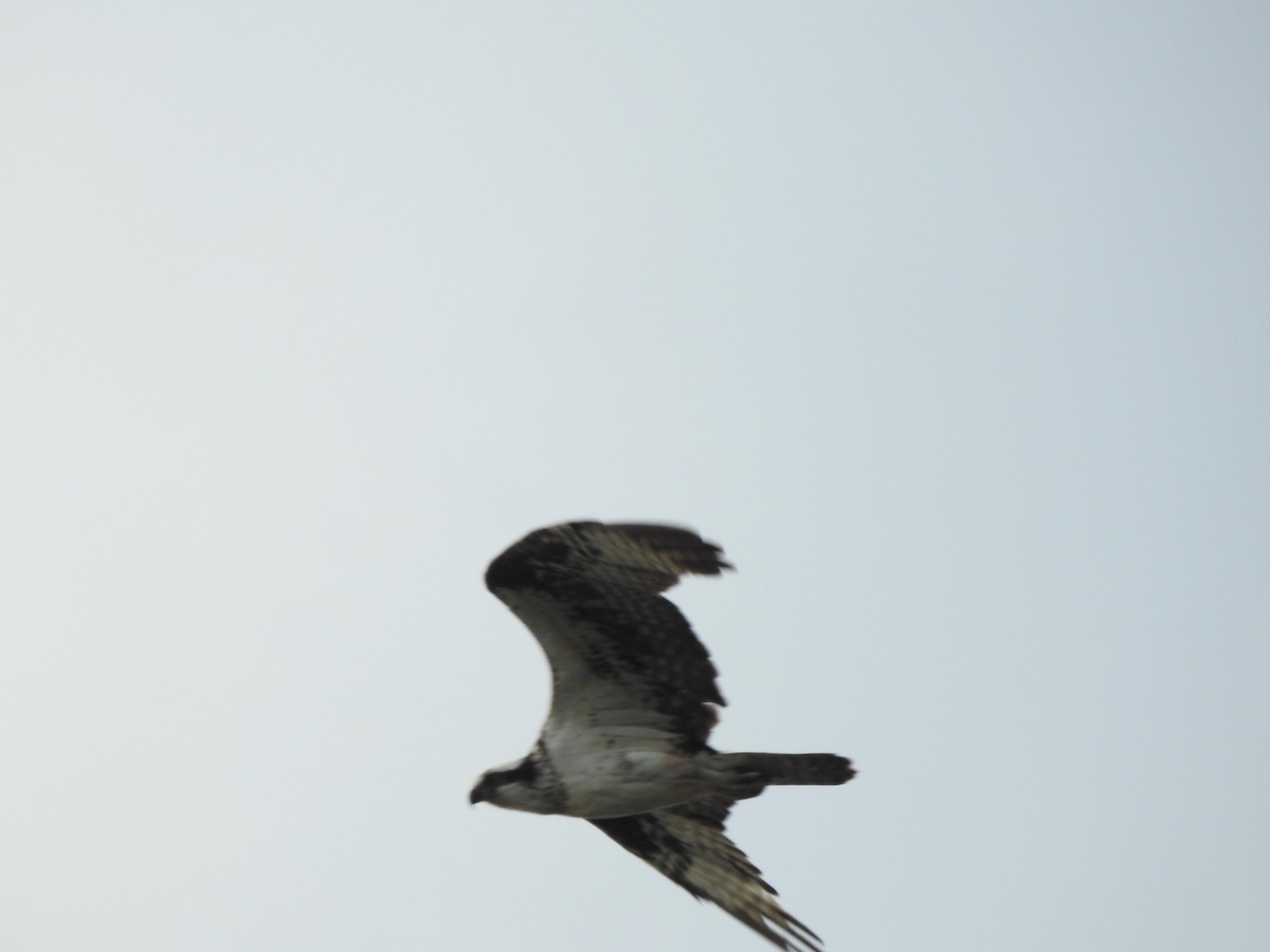 Загасч явлаг - ML646946514