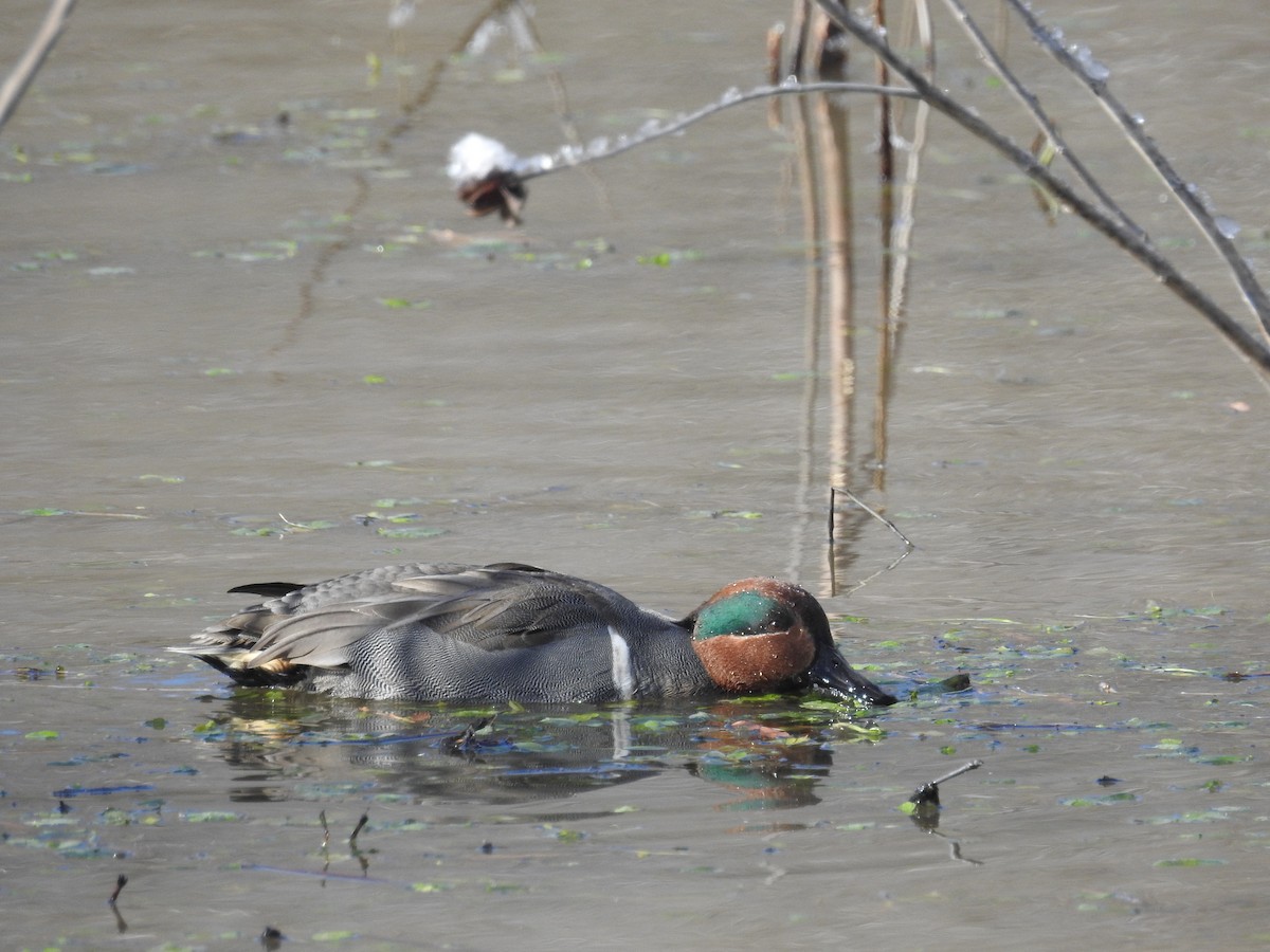 Green-winged Teal - ML646946515