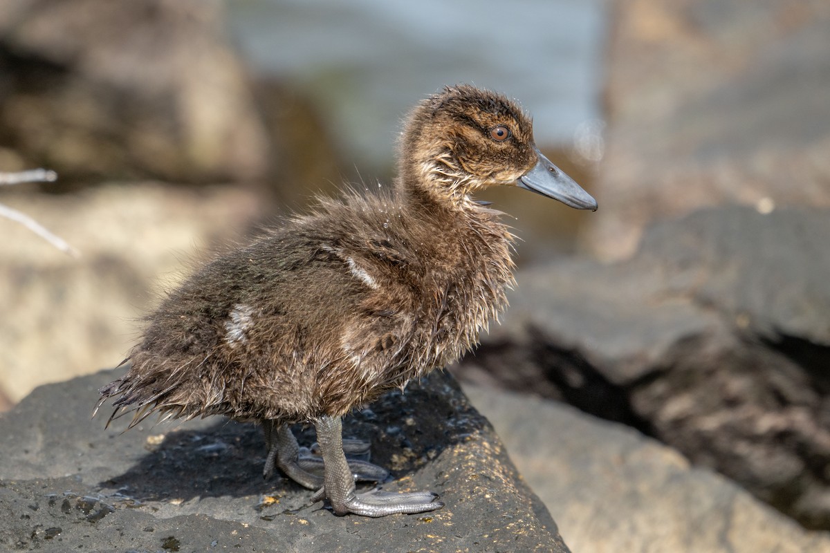 Chestnut Teal - ML646946516