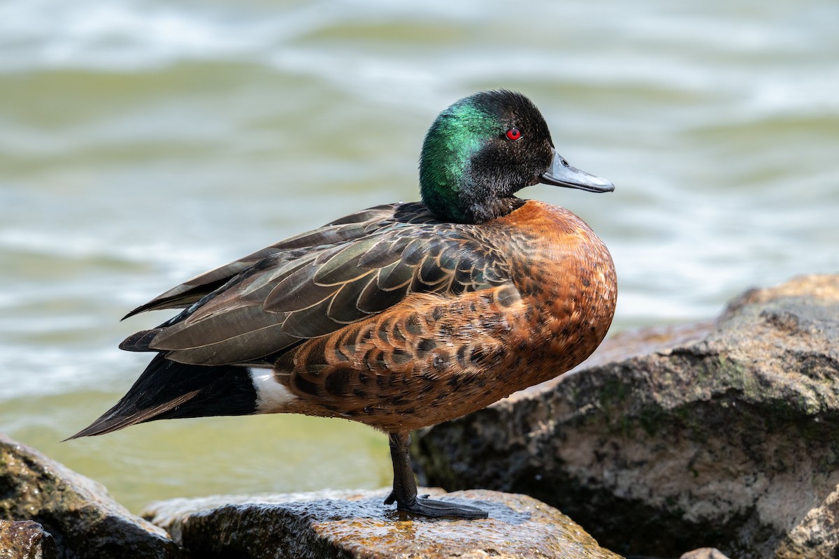 Chestnut Teal - ML646946517