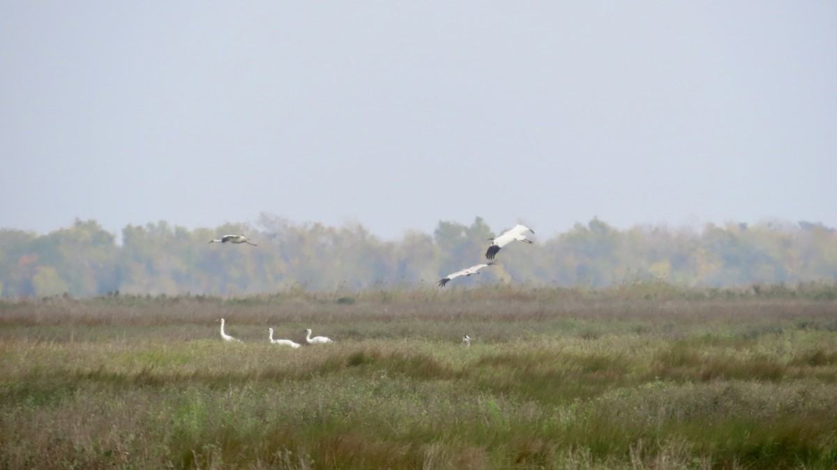 アメリカシロヅル - ML646946518