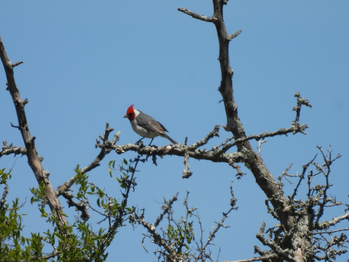 Пароарія чубата - ML646946519