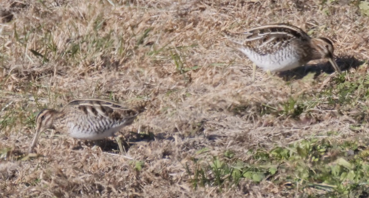 Wilson's Snipe - ML646946521