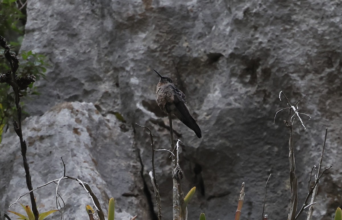 Giant Hummingbird - ML646946523