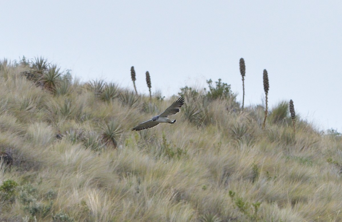 Variable Hawk - ML646946524