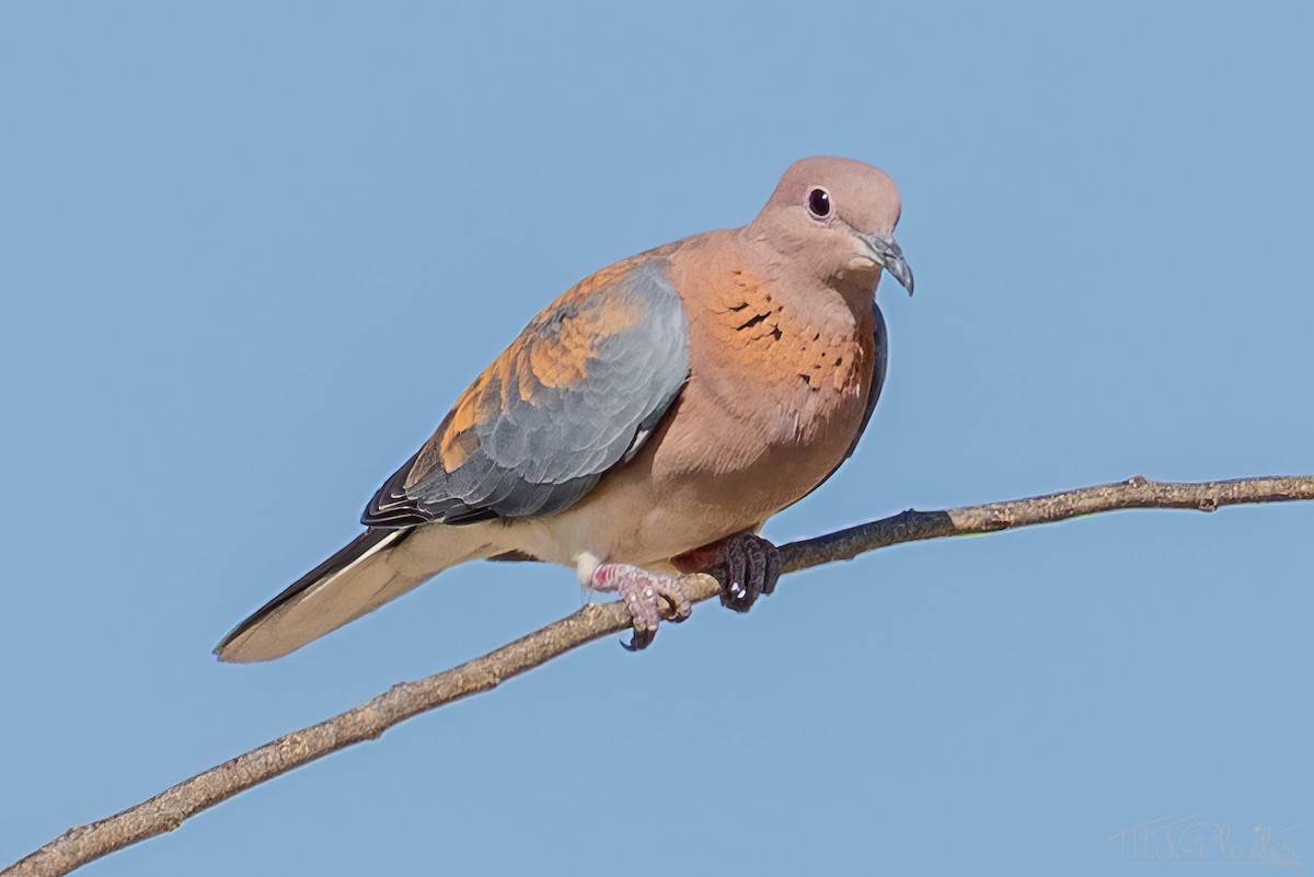 Tourterelle maillée - ML646946525