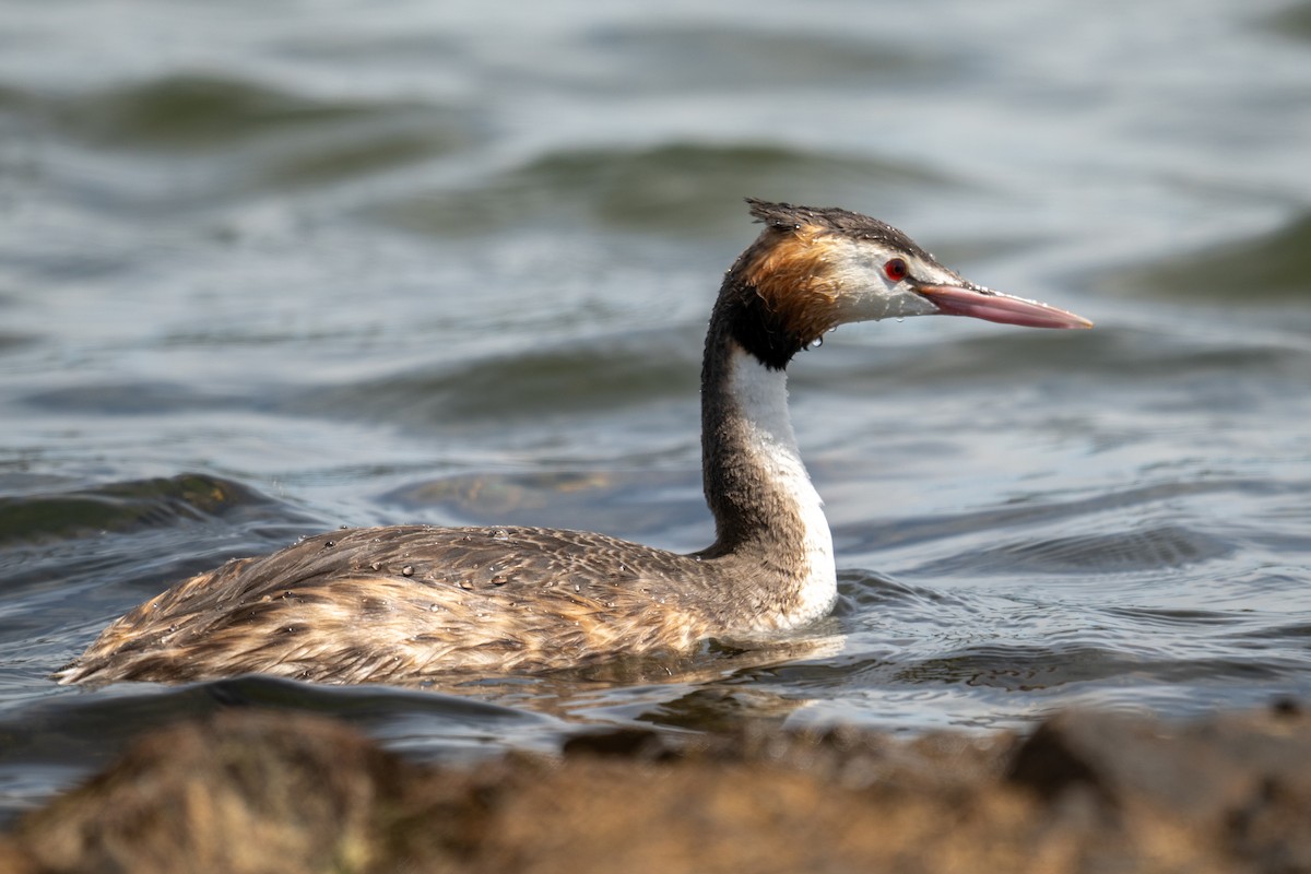 Great Crested Grebe - ML646946527