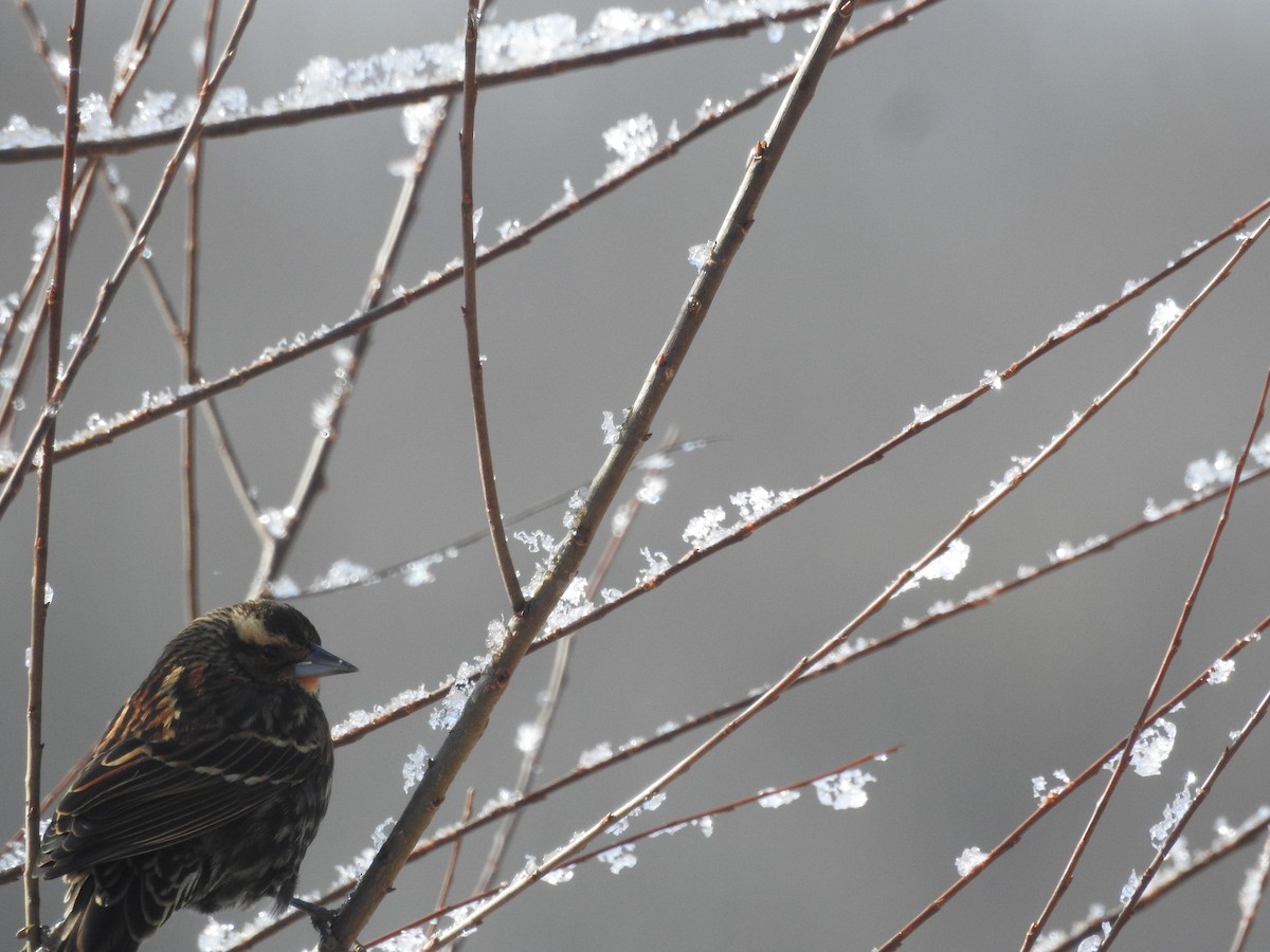 Red-winged Blackbird - ML646946532