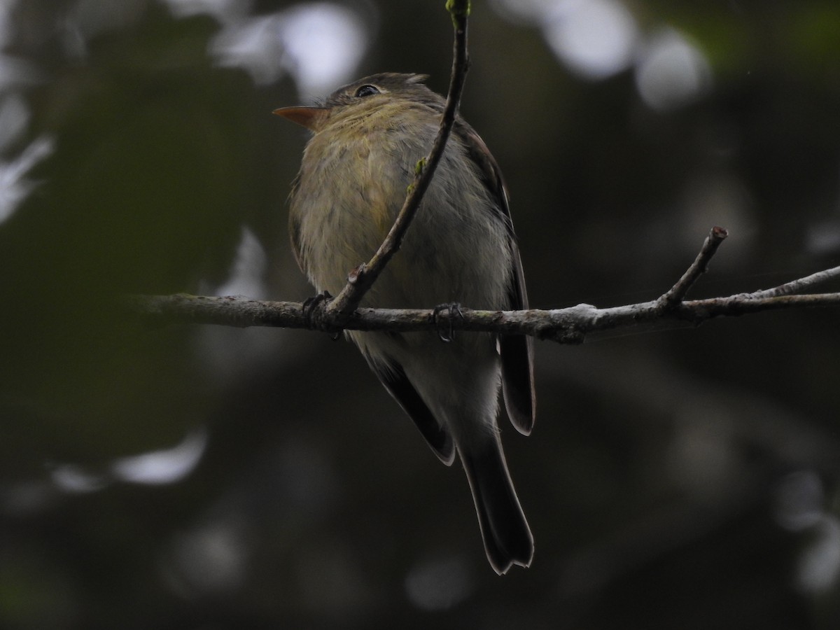 Yellow-bellied Flycatcher - ML646946536
