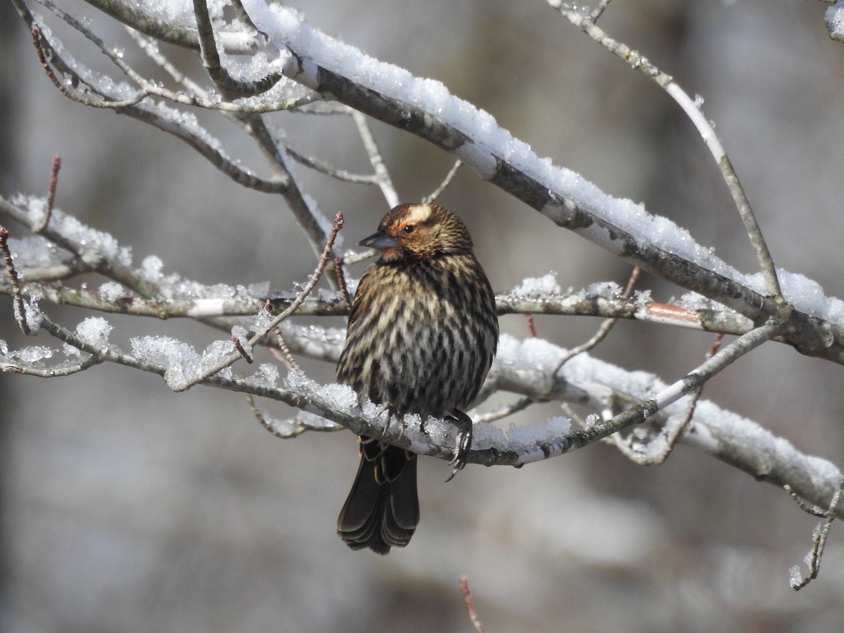 Red-winged Blackbird - ML646946537