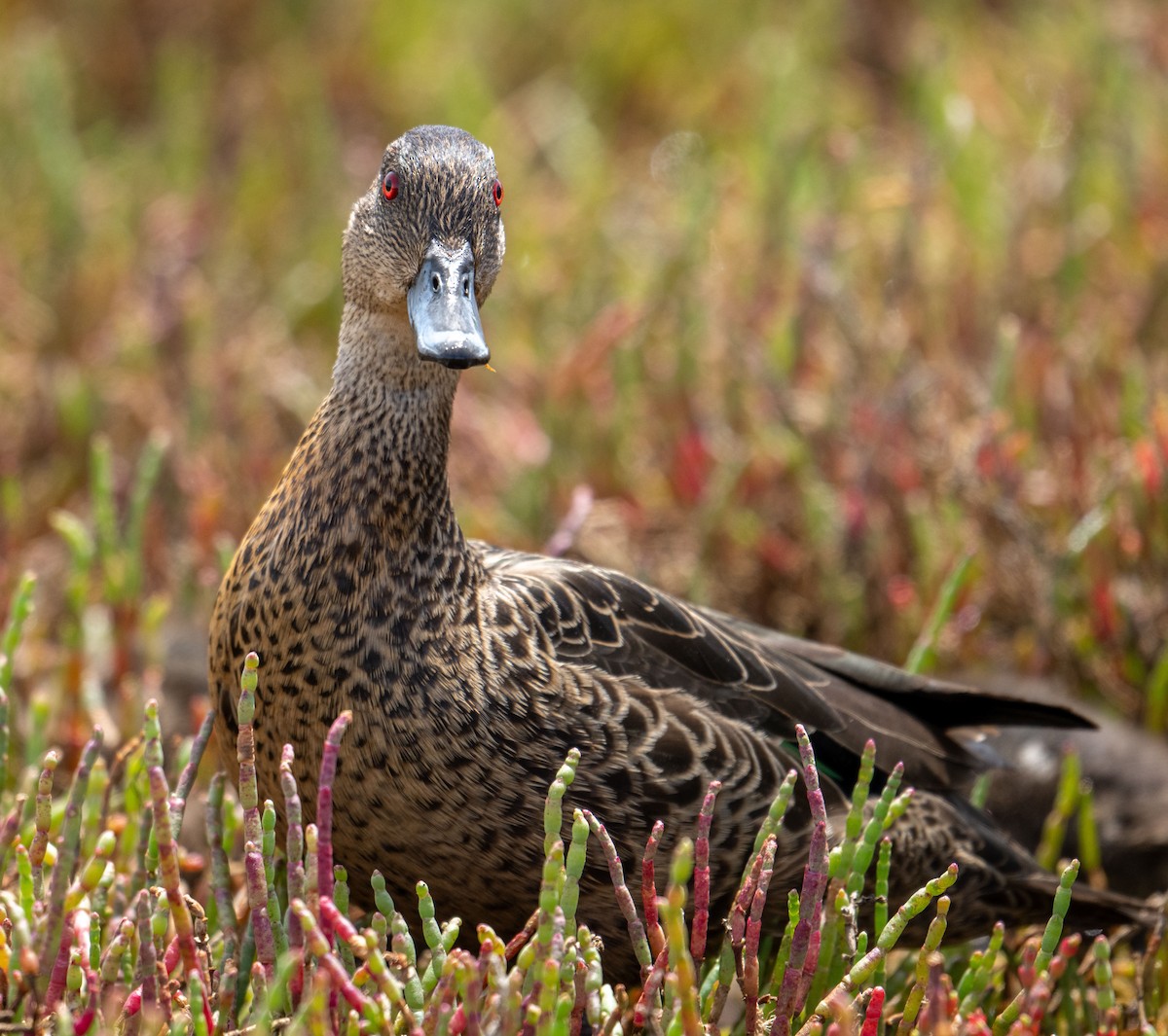 Chestnut Teal - ML646946538