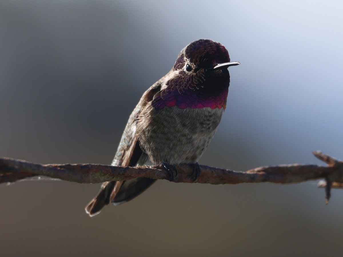 Anna's Hummingbird - ML646946544