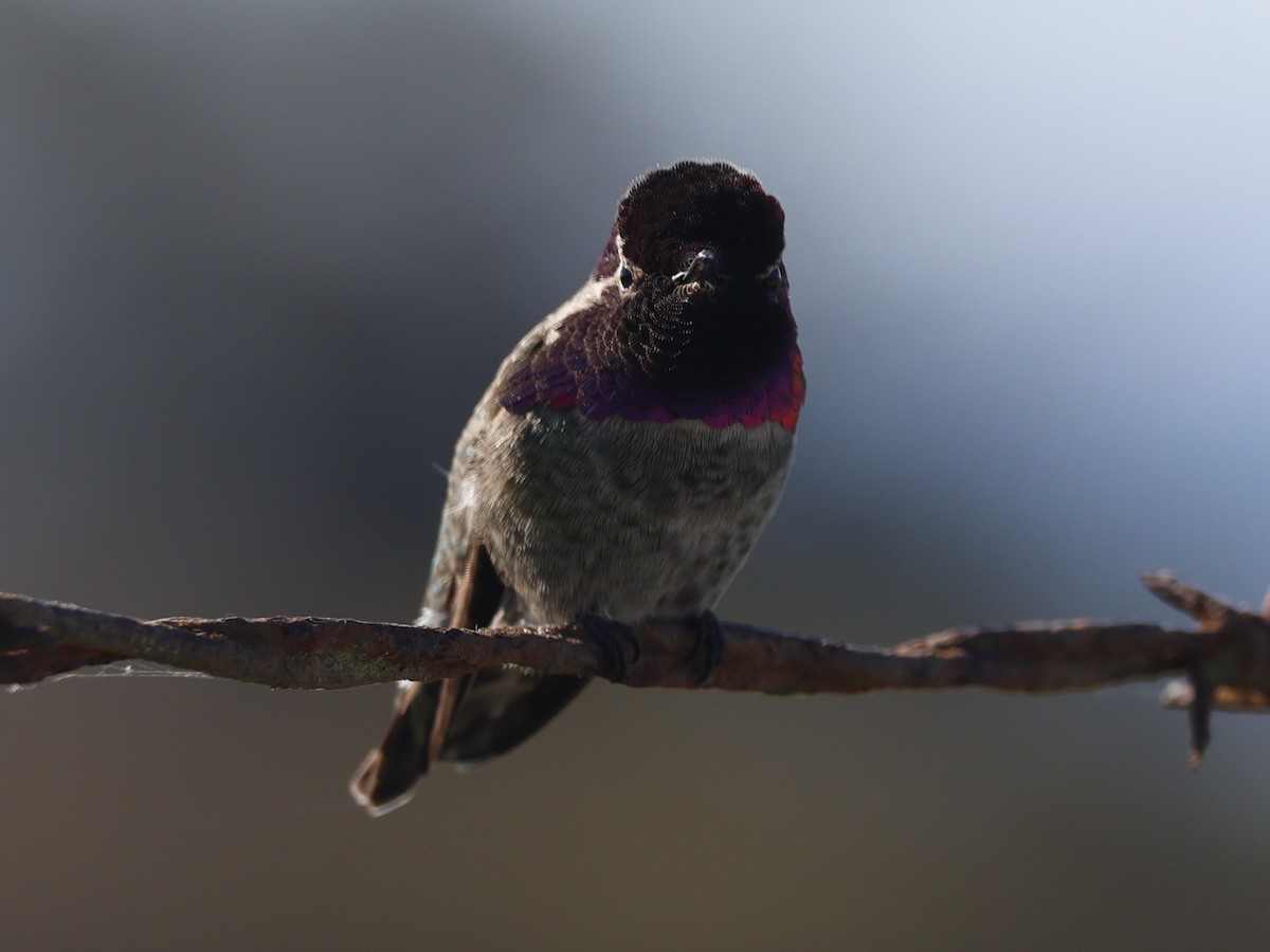 Anna's Hummingbird - ML646946545
