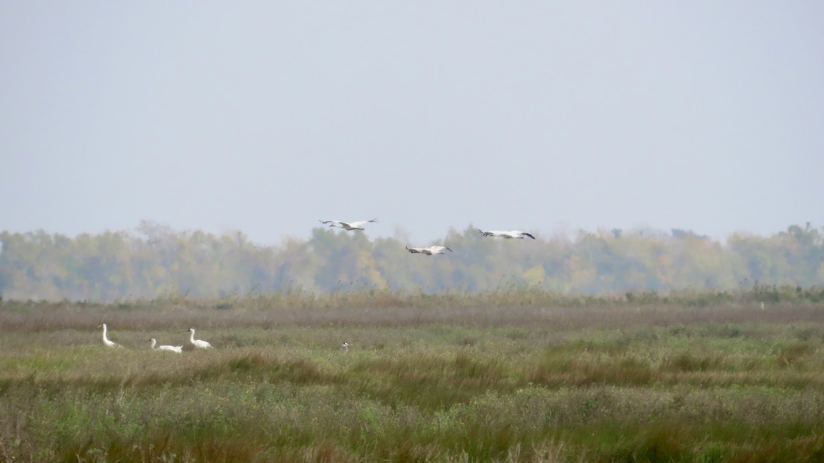 アメリカシロヅル - ML646946547