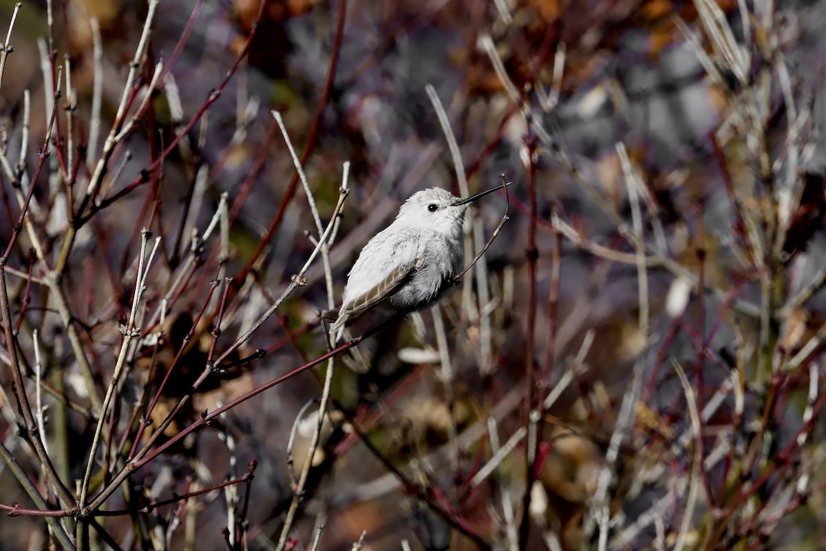 Anna's Hummingbird - ML646946548