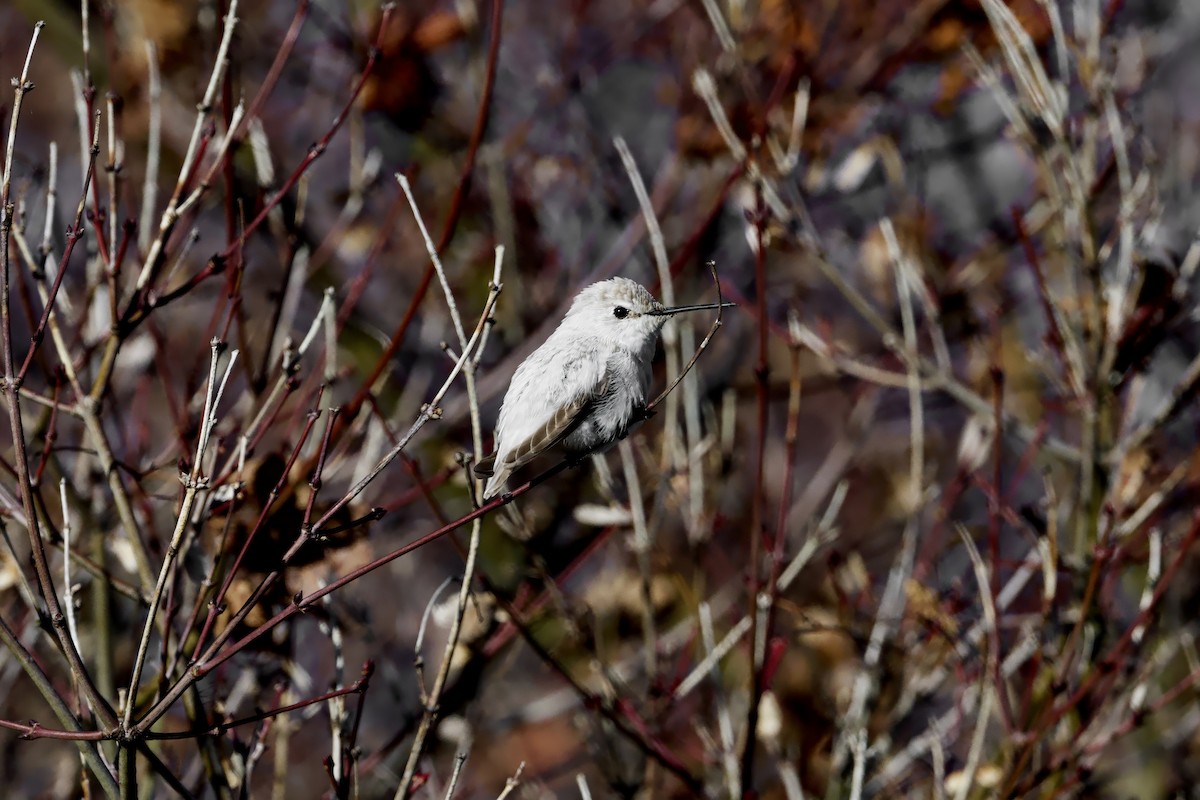 Anna's Hummingbird - ML646946549