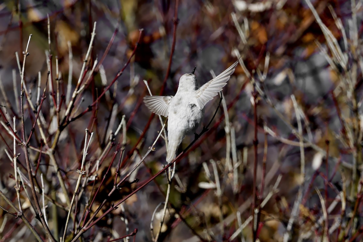 Anna's Hummingbird - ML646946550