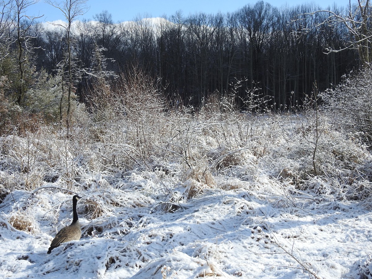 Canada Goose - ML646946555