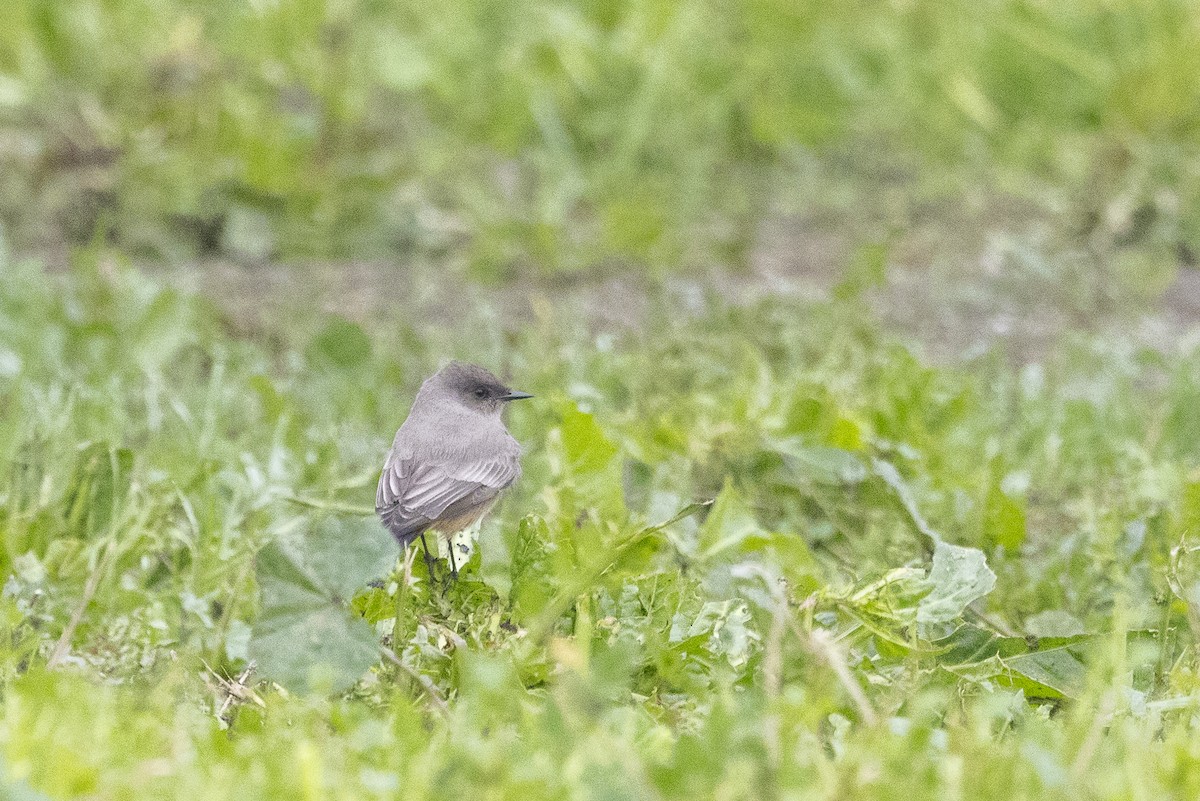 Say's Phoebe - ML646946557