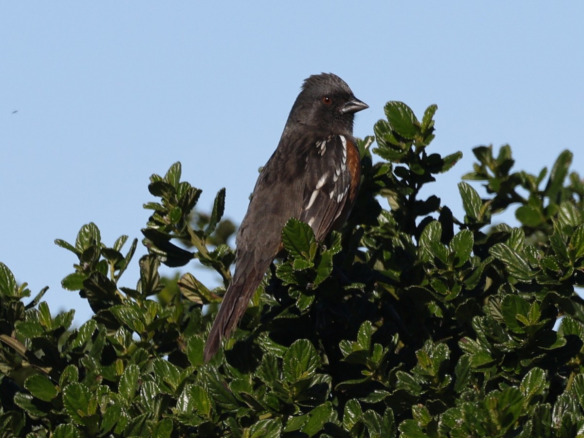 Spotted Towhee (oregonus Group) - ML646946558