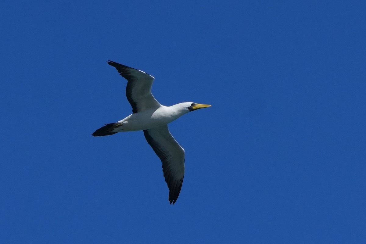 Masked Booby - ML646946559