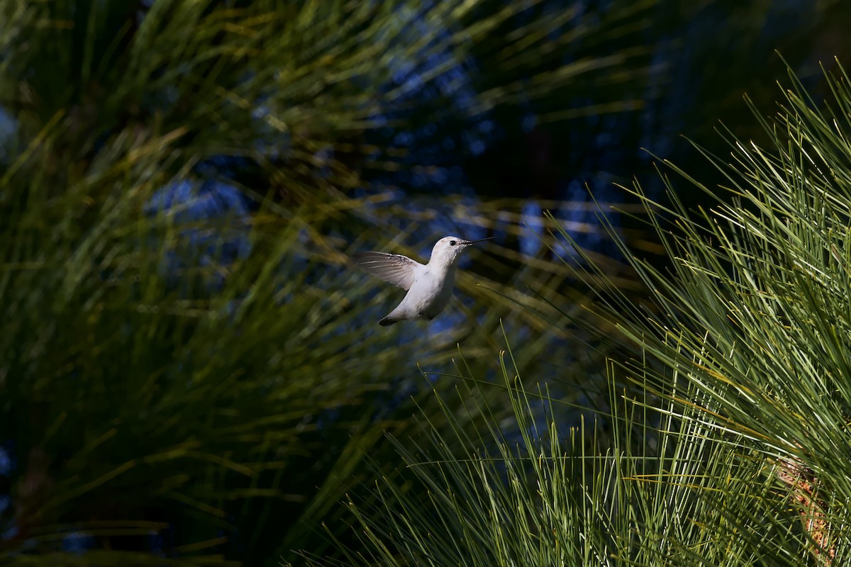 Anna's Hummingbird - ML646946561