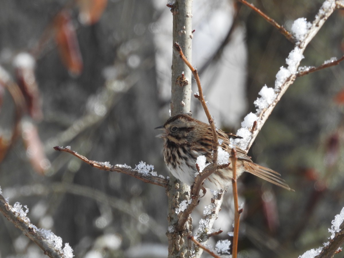 Song Sparrow - ML646946562