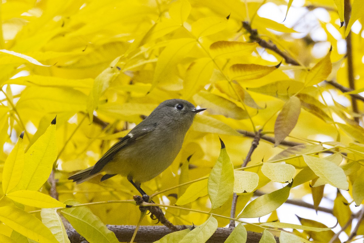 Ruby-crowned Kinglet - ML646946563