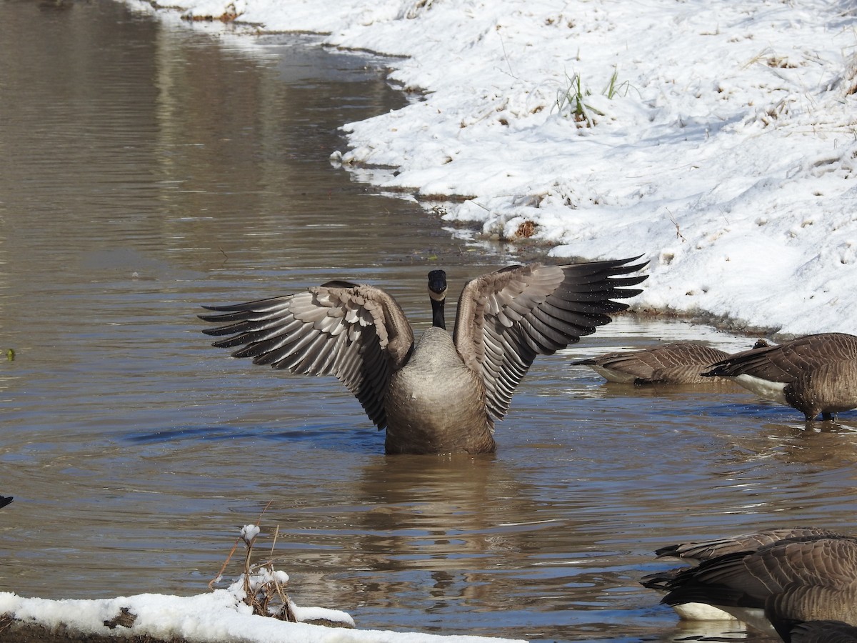 Canada Goose - ML646946567