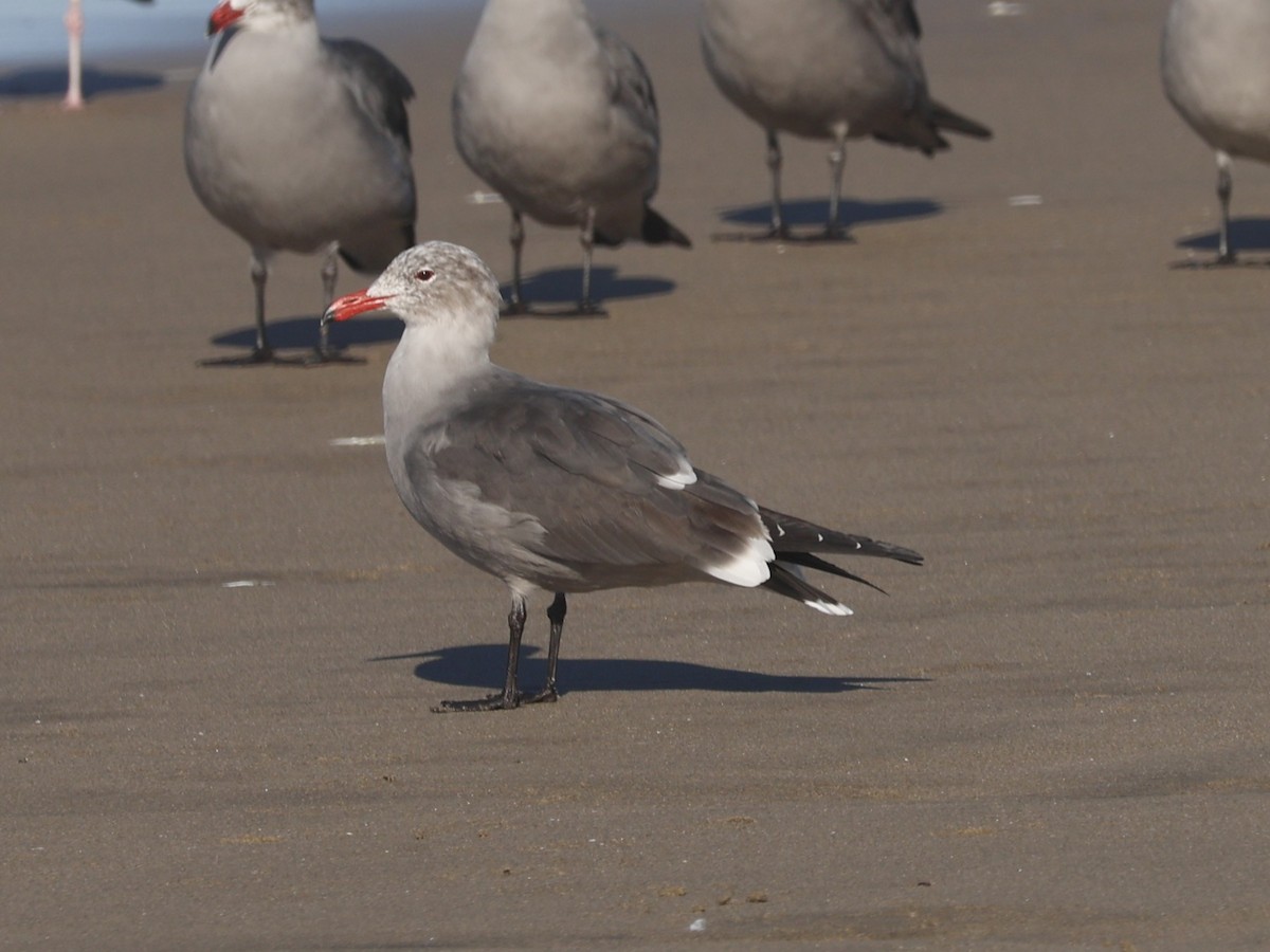 Heermann's Gull - ML646946569