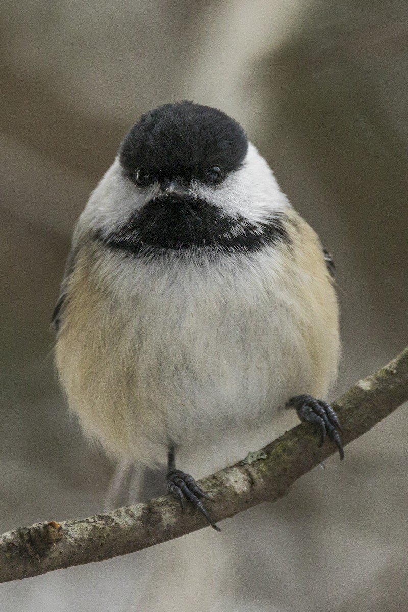 Black-capped Chickadee - ML646946570